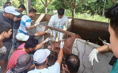 list of barangays in cotabato city|ASF casualties in Cotabato hit P77.5M .